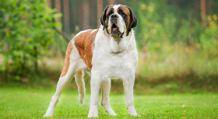 Saint Bernard standing in grass field