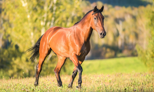 Horse trotting through field
